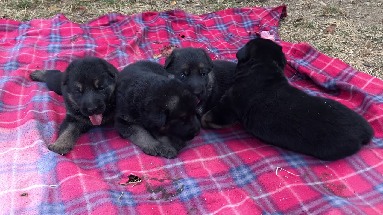 Puppies for sale (Ranger x Ava) 1000 SOLD!!! YouTube