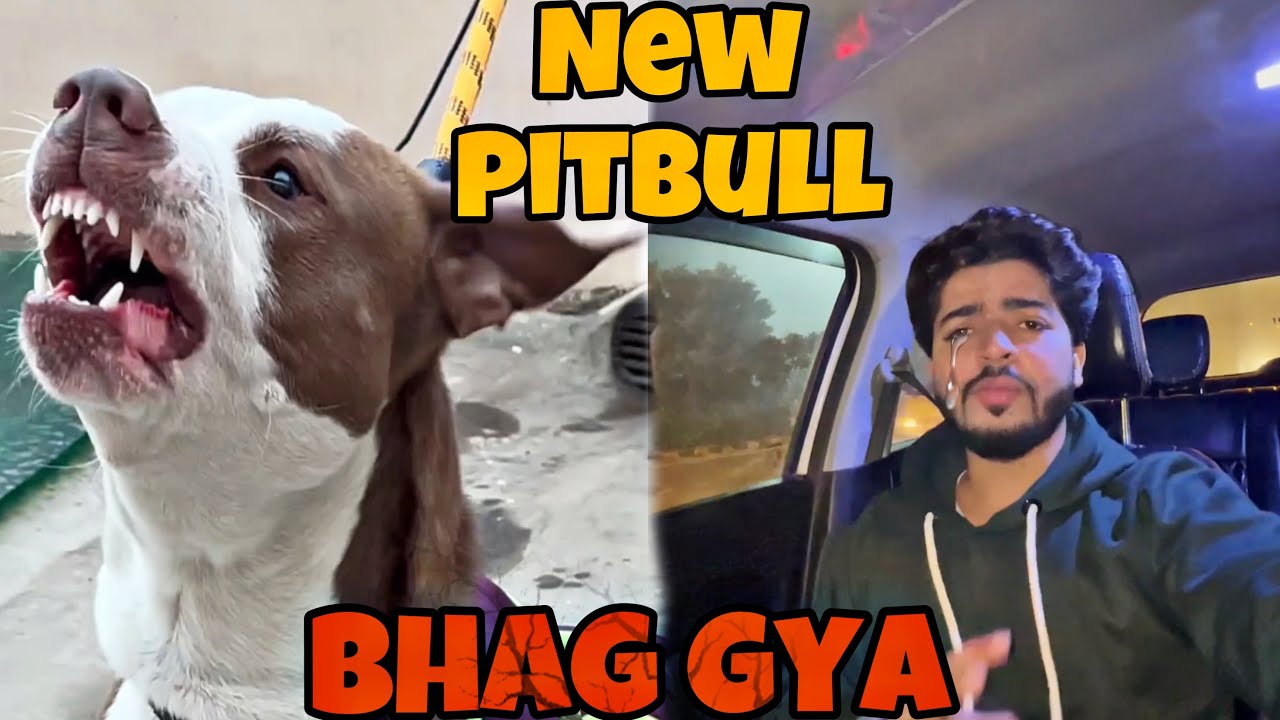 Finally😍new pitbull le liya 🥳😍 Most aggressive pitbull 😨