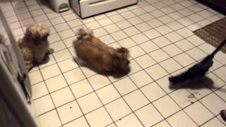 Puppy Doesnt Understand Brooms
