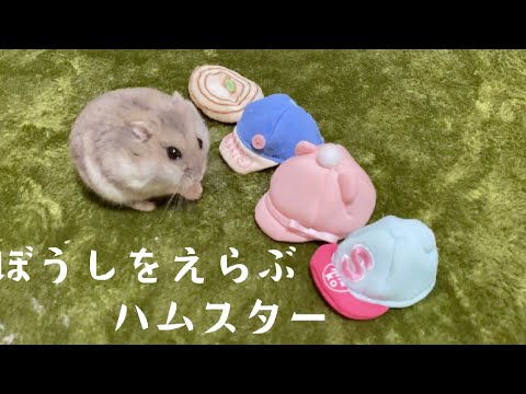 帽子を選ぶ ハムスター こんぺい