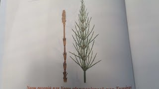 Хвощ полевой.  Zinnkraut.  Lat.:  Equisetum arvense.  Мария Требен.