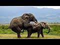 Rare RAW Video Of African Elephants Mating | Amboseli National Park