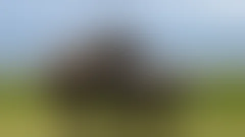 Rare RAW Video Of African Elephants Mating Amboseli National Park Rare RAW Video Of African Elephants Mating Amboseli National Park