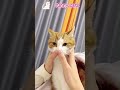 #FunnyCats #cats #fyp #viral