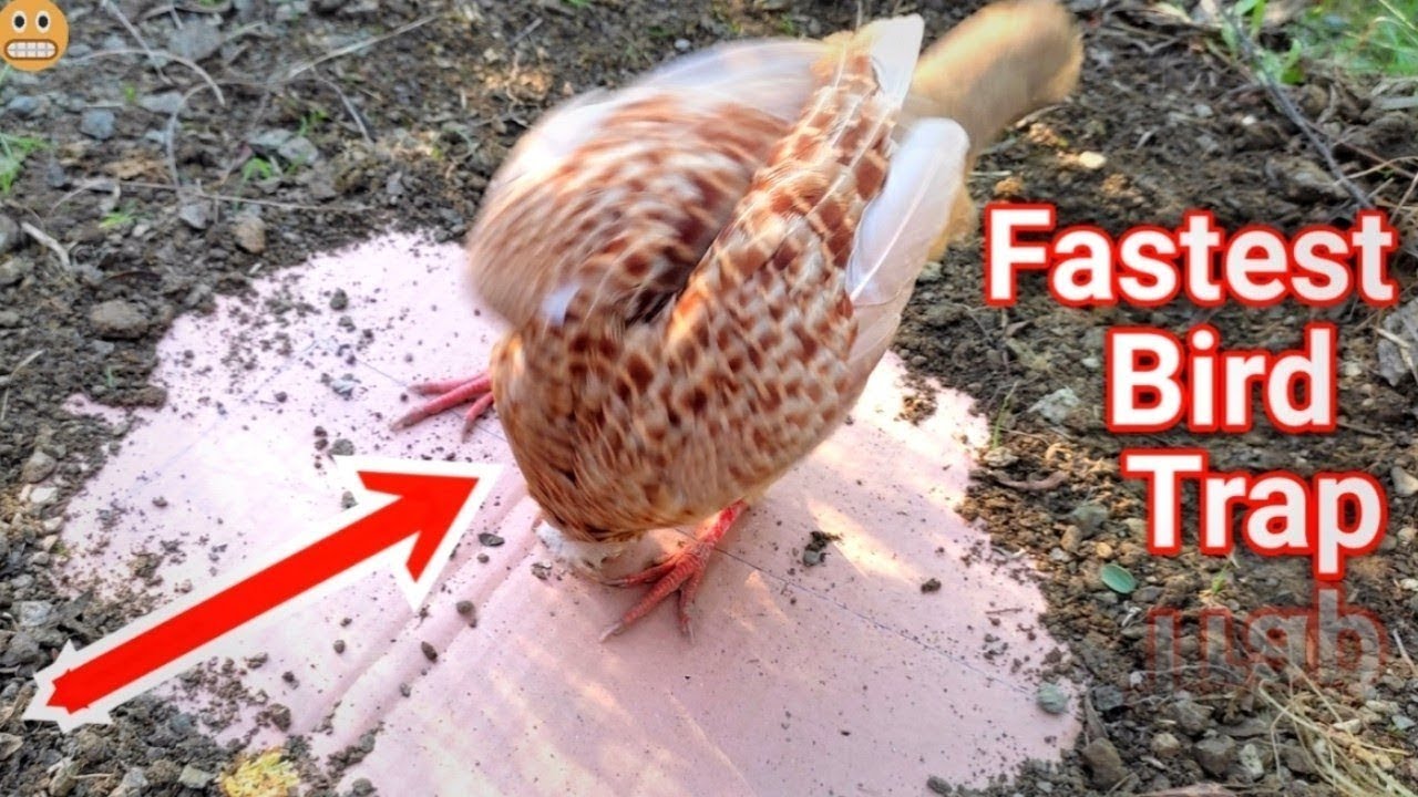 Teetar Trapping Use Dead Fall Trap Made Work 100% | best Bird Trap