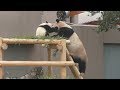 【かえしなさ~い💦】🐼彩ちゃん🌈ママのたけのこを持ち逃げｗ✨【親子パンダ】Giant Panda -Rauhin&Saihin-☆Bamboo✨