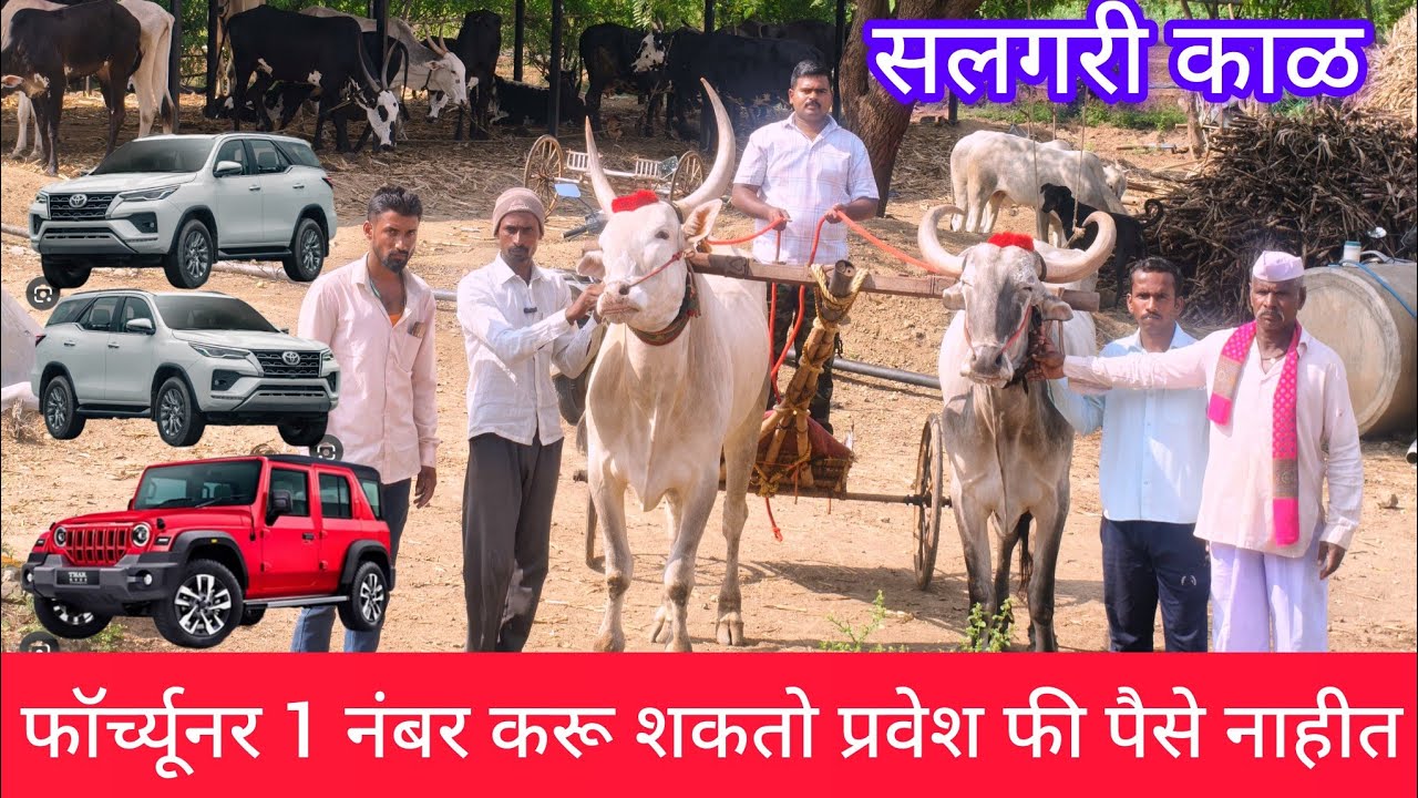 फॉर्च्यूनर 1 नंबर करू शकते परंतु प्रवेश फी भरायला पैसे नाहीत सलगरी नखऱ्या बैल मुलाखत #निसर्गाची_नाळ 