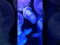 Jelly Fish - Aquarium of the Pacific in Long Beach #jellyfish