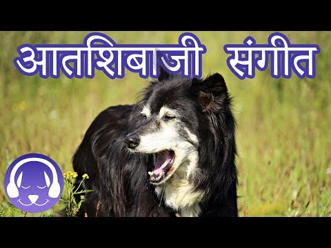 वीडियो: कुत्ते की आत्माओं को शांत करने के लिए 'डॉग टीवी
