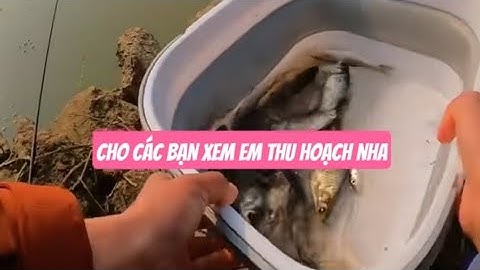 LẠI CÂU CÁ Ở CÁI GIẾNG NHỎ ĐƯỢC TOÀN CÁ DIẾC NGON 