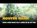 Nguyên nhân khiến hàng trăm héc ta rừng Vườn quốc gia U Minh Hạ bị suy kiệt, ngã đổ