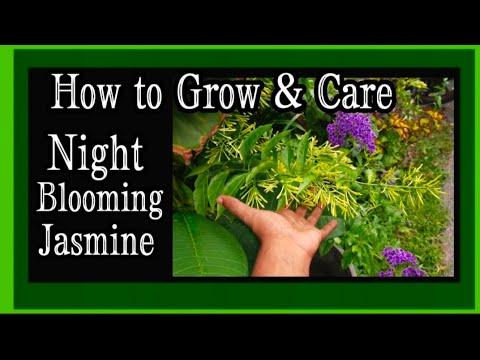 Night Blooming Jasmine Stories & Plant Care 🌼 Cestrum nocturnum 💮 Strongest Fragrant Flowers