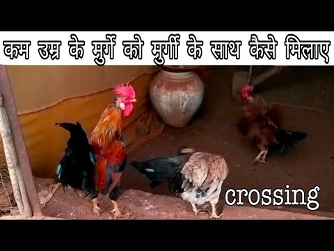 murga murgi pe crossing hone kya kare | मुर्गे को जल्दी से फैलने के लिए कैसे लाएं