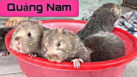 Dúi trung quốc | Dúi mốc đại | Mang dúi giống đến quê hương của danh hài hoài linh | Chuột Tre 360