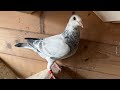 подготовка гоночных голубей к сезону 2022 года/ preparing the racing pigeons for the 2022 seson