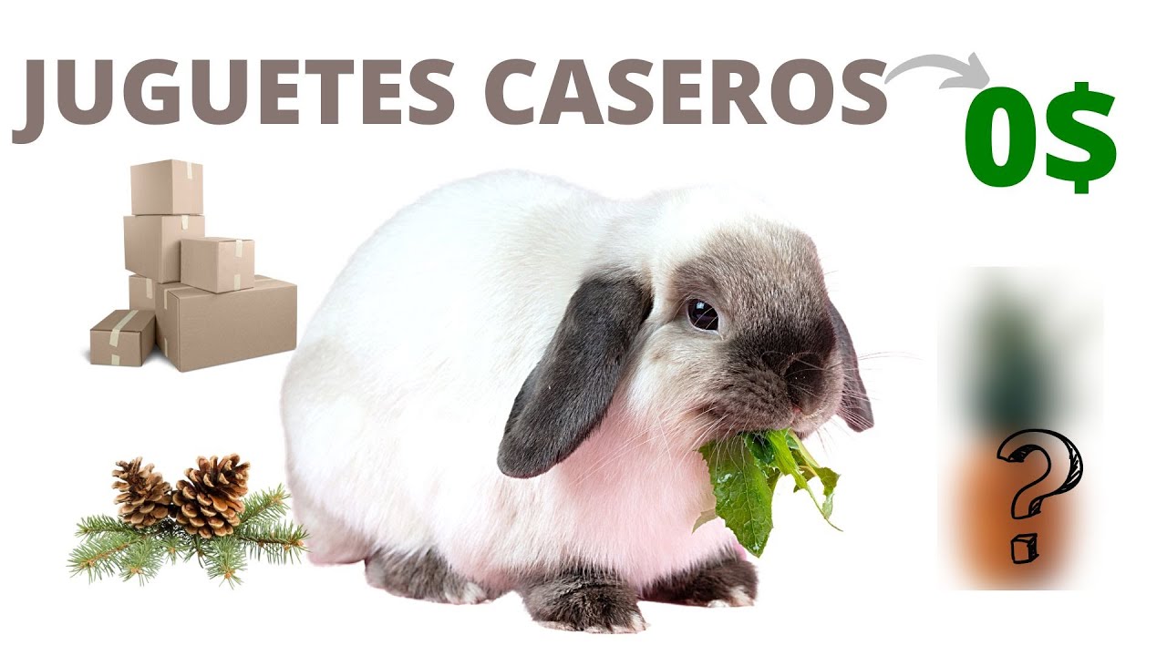 Juguetes caseros para tu conejo – Bunny Lovers