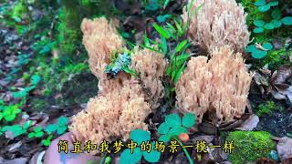 穿过魔幻般的森林漂亮的珊瑚菌根本捡不完仿佛来到了童话世界