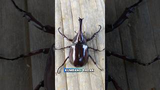 It Turns Out That Rhinoceros Beetles Have Benefits