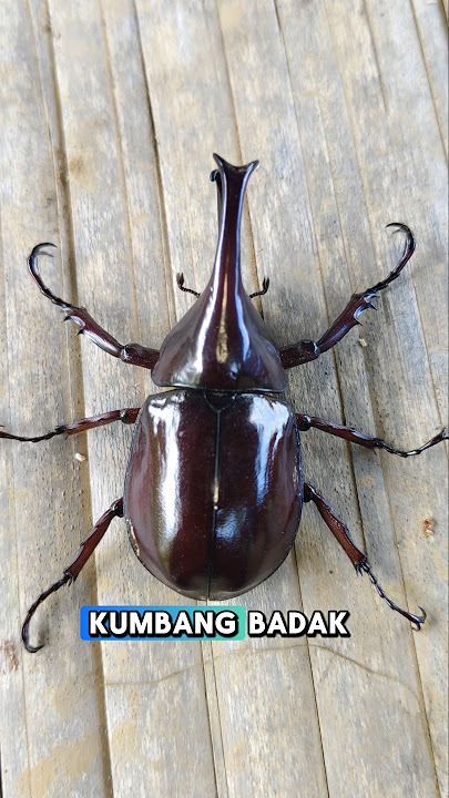 It turns out that rhinoceros beetles have benefits?