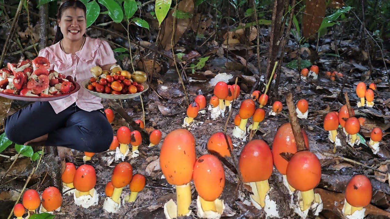 ว้าวๆหมานสุดยอด​จ้า! เห็ดระโงกสีส้มเป็นหมู่ๆเรียงเเถวราบซาบหลายหมู่​ เห็ดก่อแดงล้นตะกร้า​ใส่ถุง7กย68