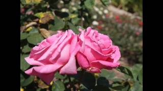 English Country Wedding Music: Violin, Recorders, and Guitar
