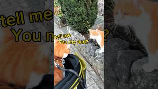 Bicycle Cat Adventures - Cat Meets His Dad?