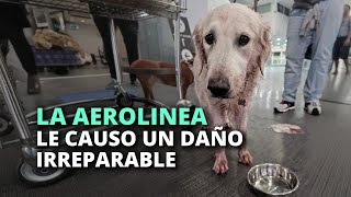La obligaron a viajar en la bodega del avión y le causaron un daño irreparable