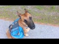 Annie's Loose Lead Backpack Walk