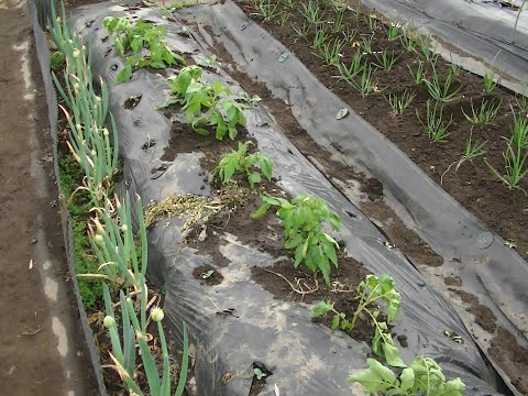 ジャガイモ】全滅回避でシャドークイーン?を芽かき増殖栽培する - YouTube ジャガイモ】全滅回避でシャドークイーン?を芽かき増殖栽培する - YouTube