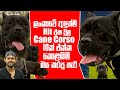 ලංකාවේ අලුත්ම Hit එක වුනු Cane Corso 10ක් එක්ක කොළඹම බය කරපු හැටි | Pet Talk | Sponsored