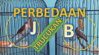 PERBEDAAN TRUCUK JANTAN atau BETINA || Dari cara nangkring