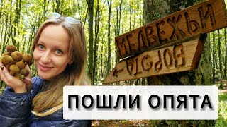 видео: ГРИБЫ В ЛЕСУ 01.10.2025 картинка: ГРИБЫ В ЛЕСУ 01.10.2025