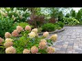 Panicle hydrangea garden tour in midaugust