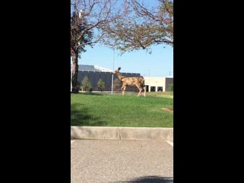 YouTube video