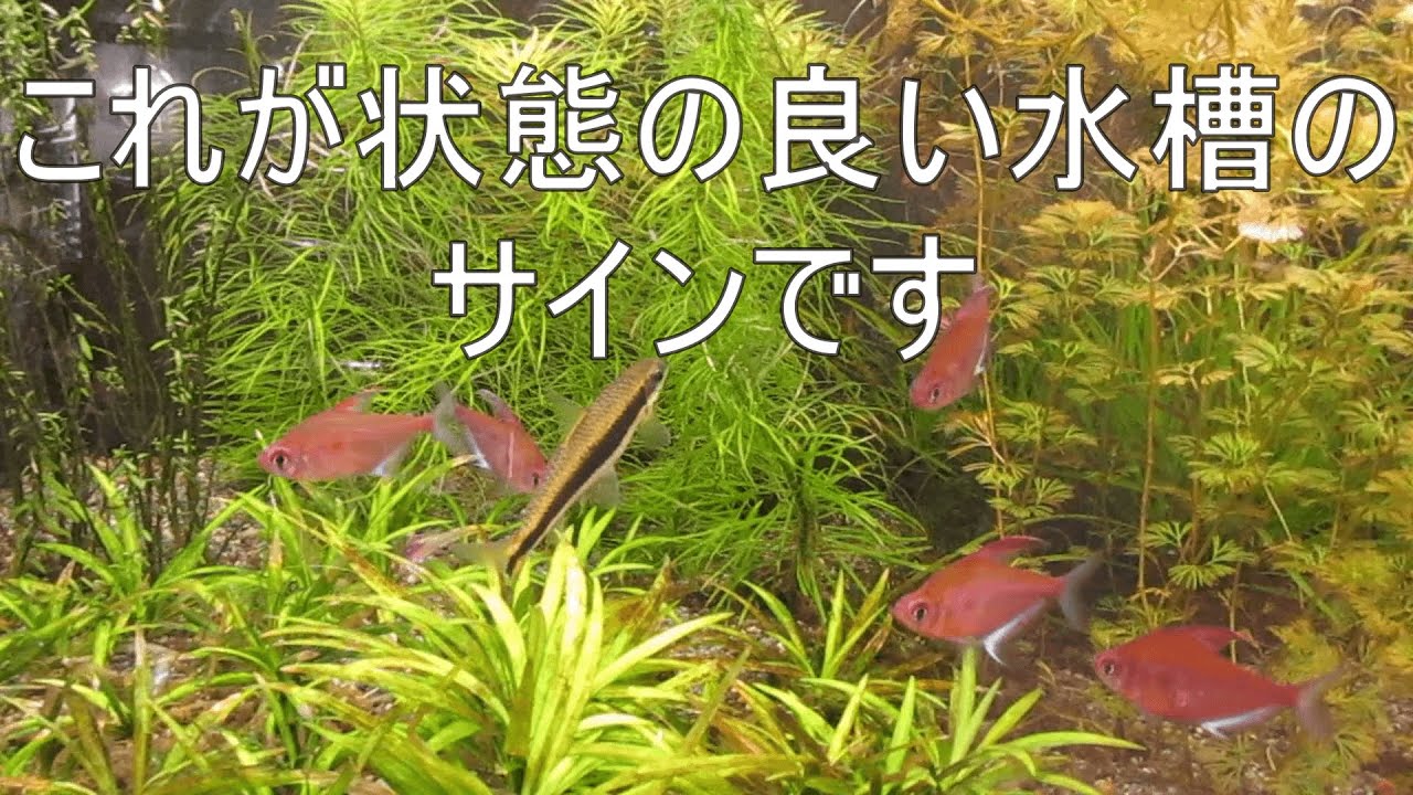 状態の良い水槽の特徴 - YouTube