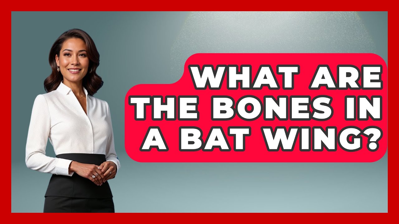 What Are The Bones In A Bat Wing? - The Wild Life Explorer