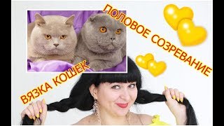 видео Как помочь коту при вязке в первый раз?