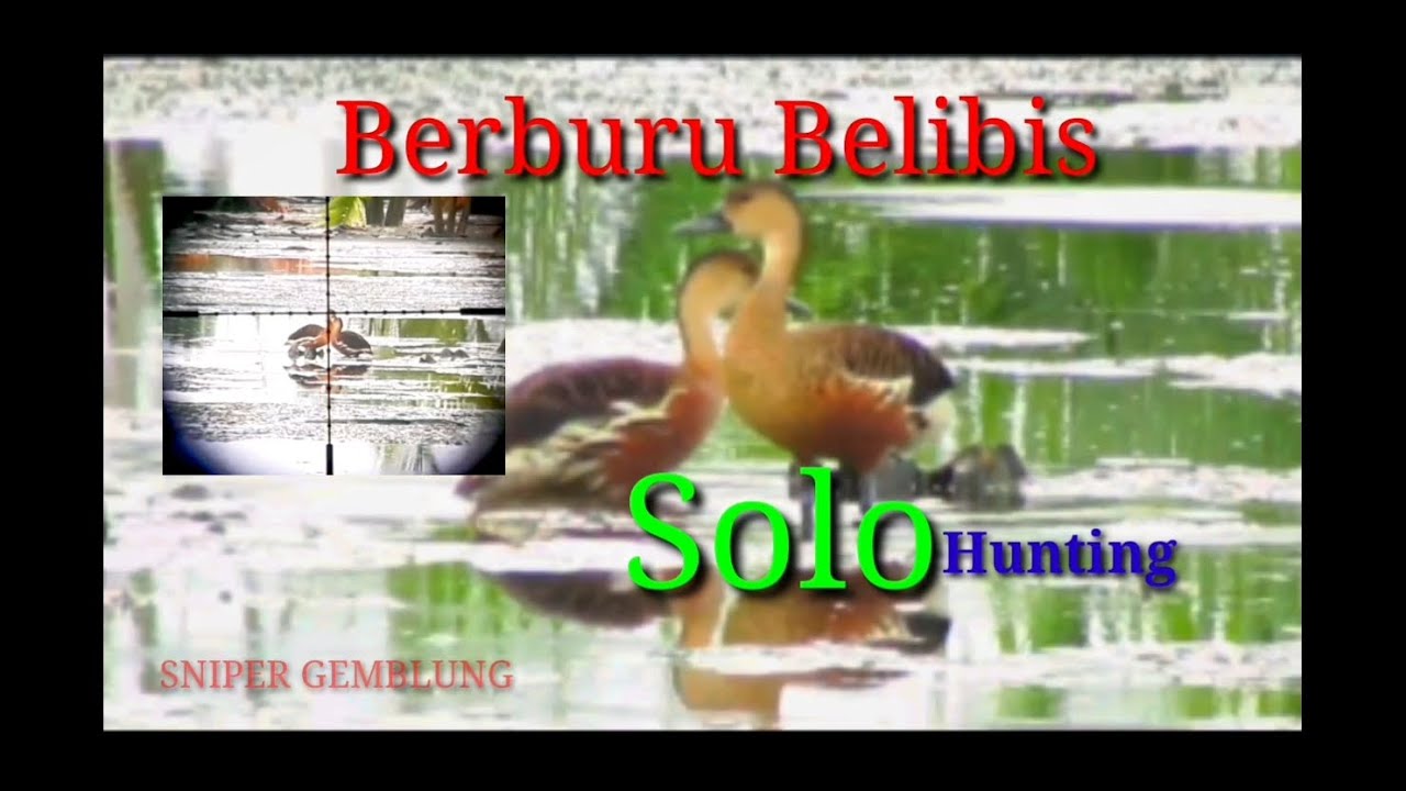 Berburu Burung Belibis di Empang Daeng Samsul 