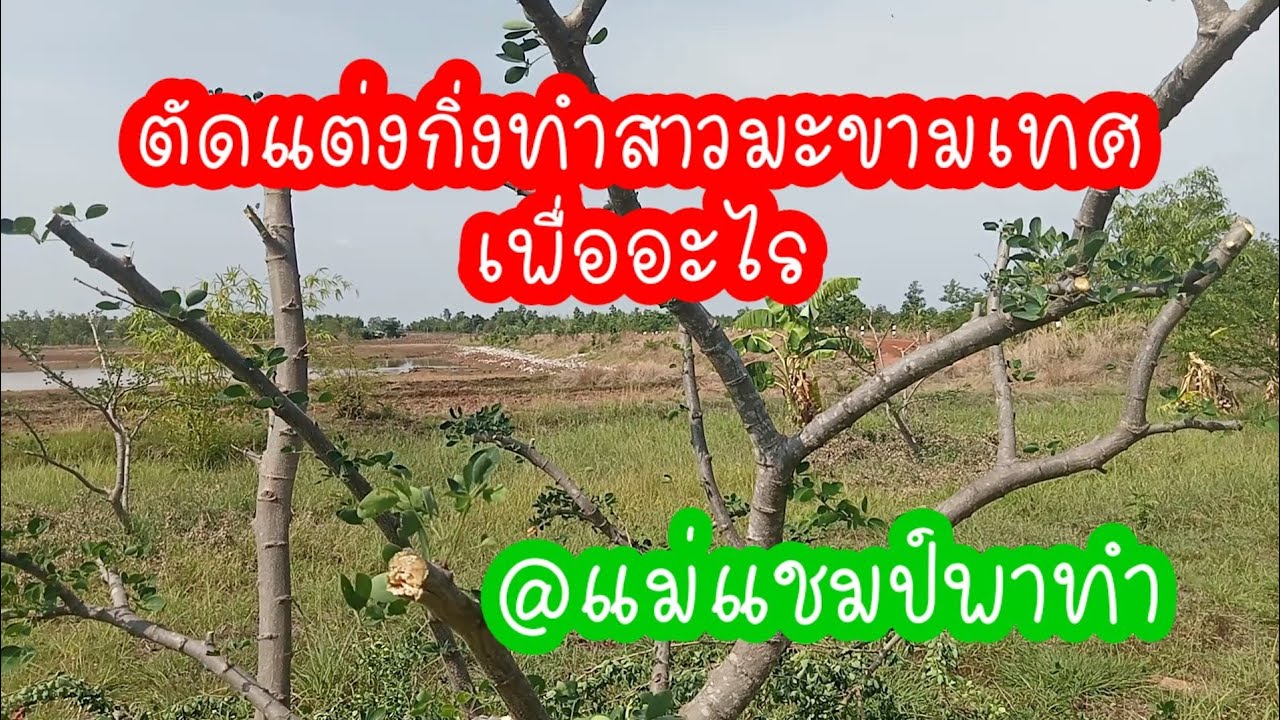 มาชมการตัดแต่งกิ่งมะขามเทศพันธุ์สีชมพู#แม่แชมป์พาทำ