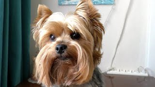 Cute Yorkshire Terrier Finik