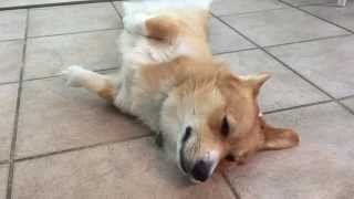 Lazy Corgi by Jackie Sullivan Passetti 33,239 views 8 years ago 16 seconds