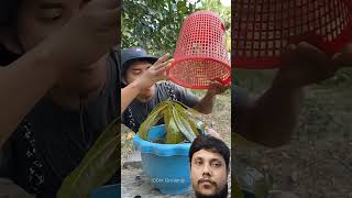 #mango #farming #agriculture