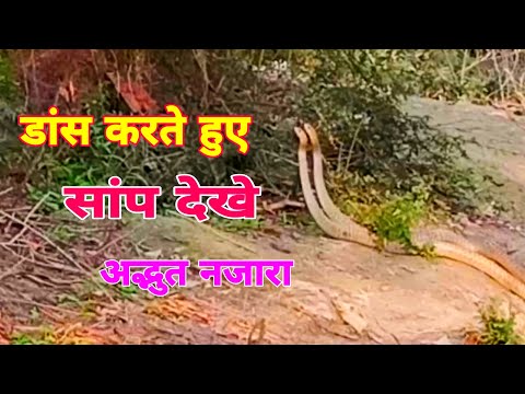 चलिए 🐍सांप देखते हैं || Part-2 || बहुत ही सुन्दर नजारा || डांस करते हुए दो सांप