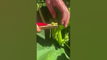 Taping Squash for Hand-Pollination (Part 1)