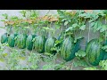 Growing watermelon at home  growing watermelon hanging hammock