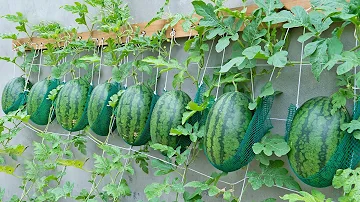 Growing Watermelon At Home - Growing watermelon hanging hammock