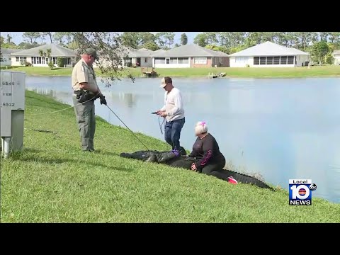 911 call released following fatal alligator attack in Fort Pierce