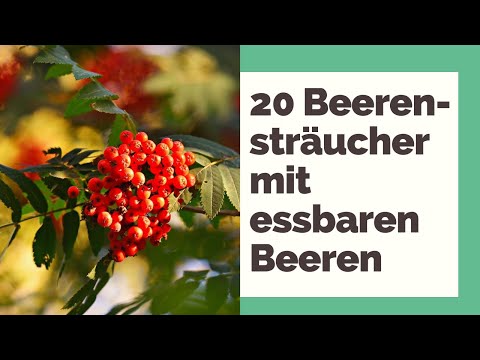 Video: 10 Bäume und Sträucher mit roten Beeren - Rote Beeren für den Winter