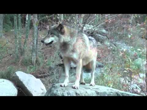 International Wolf Center - Cold nights and Hormon...