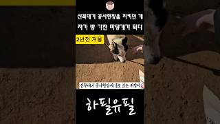 산꼭대기 공사현장을 지키던 개가 자기 방 가진 마당개가 된 후의 삶